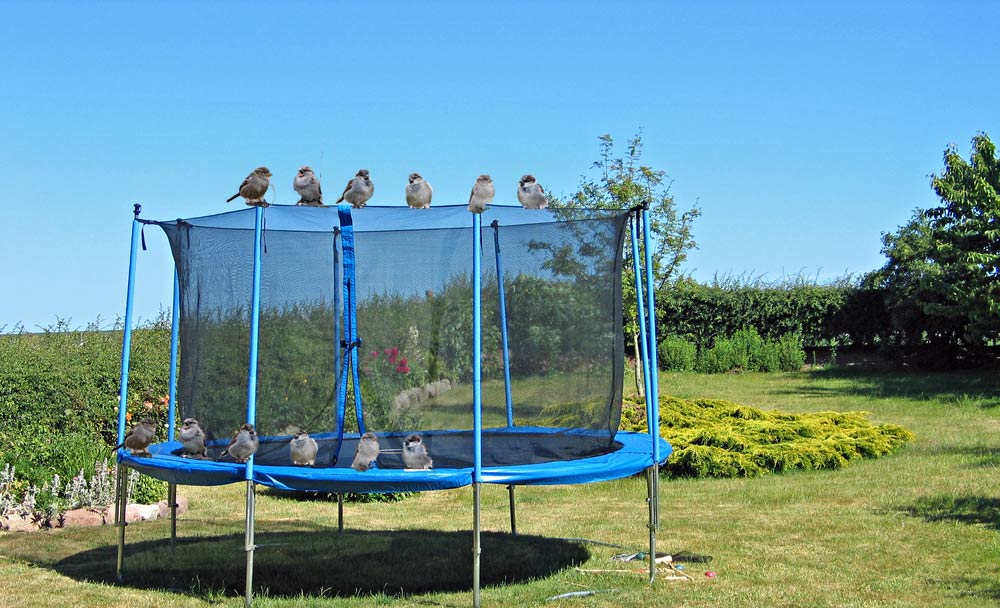 How to Keep Birds Away from Trampoline 